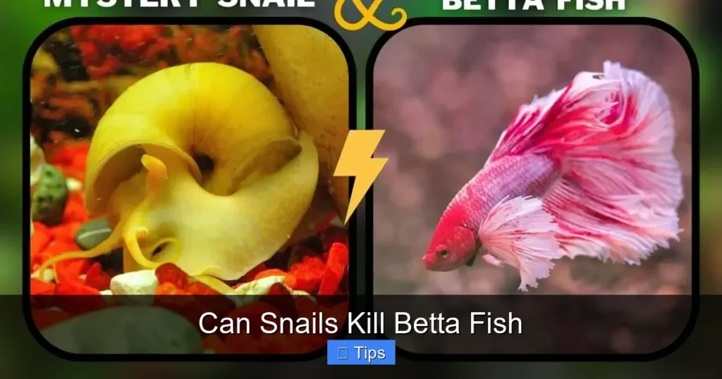 Can Snails Kill Betta Fish