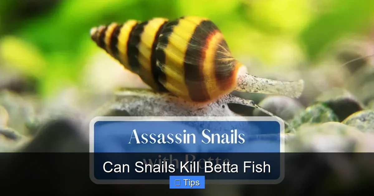 Can Snails Kill Betta Fish