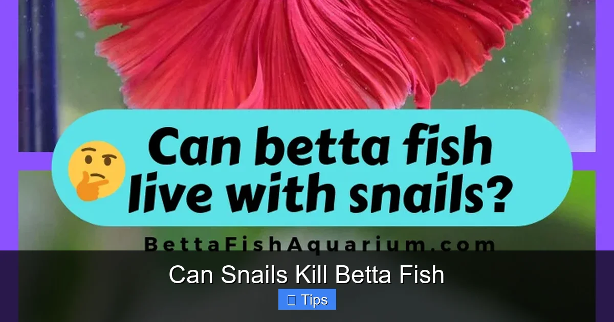 Can Snails Kill Betta Fish