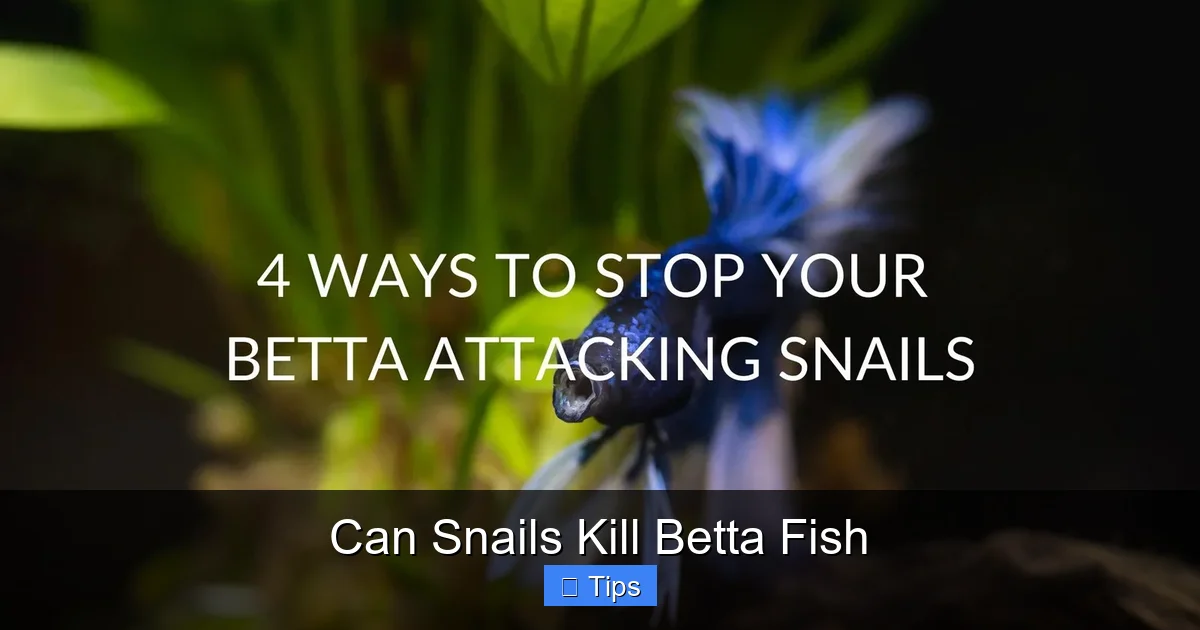 Can Snails Kill Betta Fish