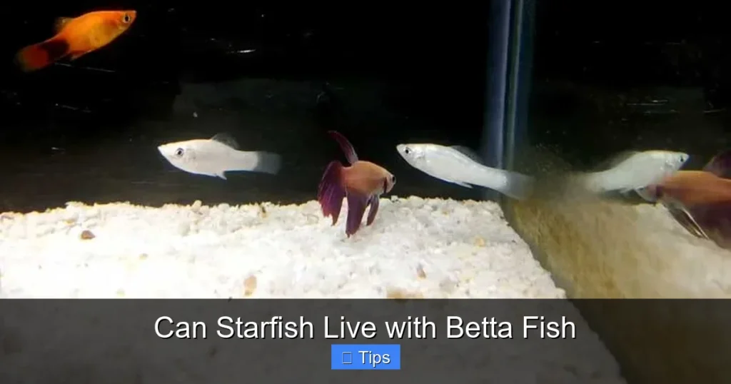 Can Starfish Live with Betta Fish