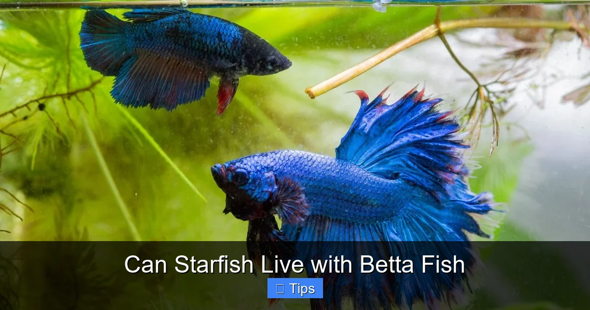 Can Starfish Live with Betta Fish