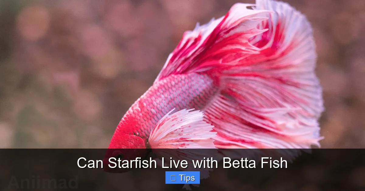 Can Starfish Live with Betta Fish