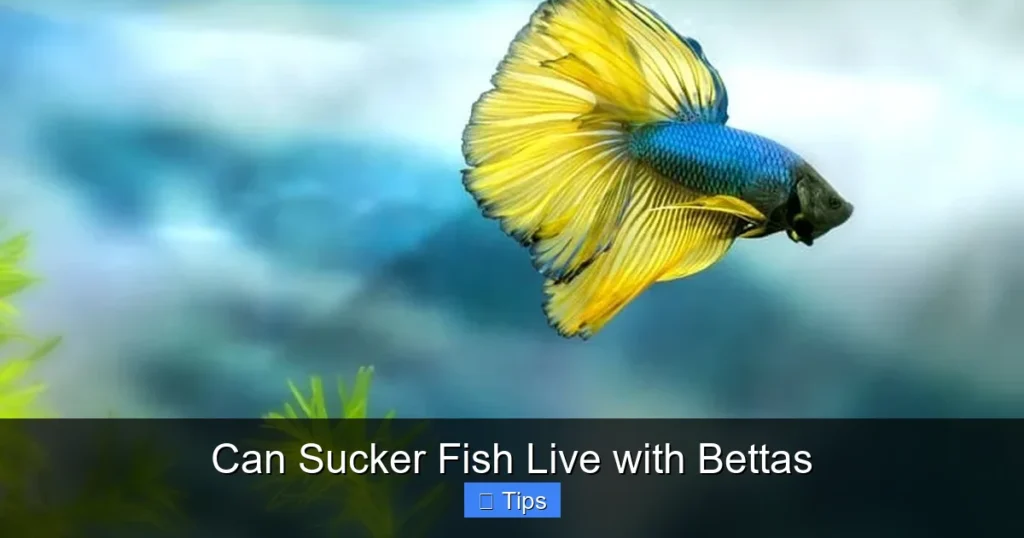 Can Sucker Fish Live with Bettas