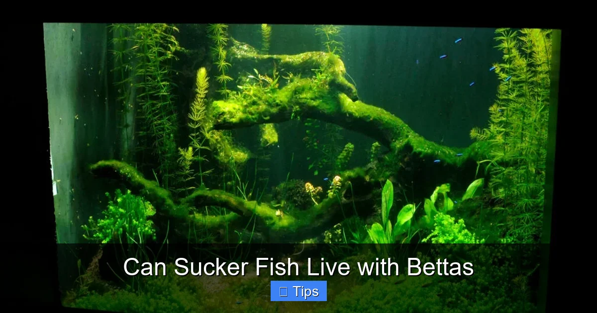 Can Sucker Fish Live with Bettas