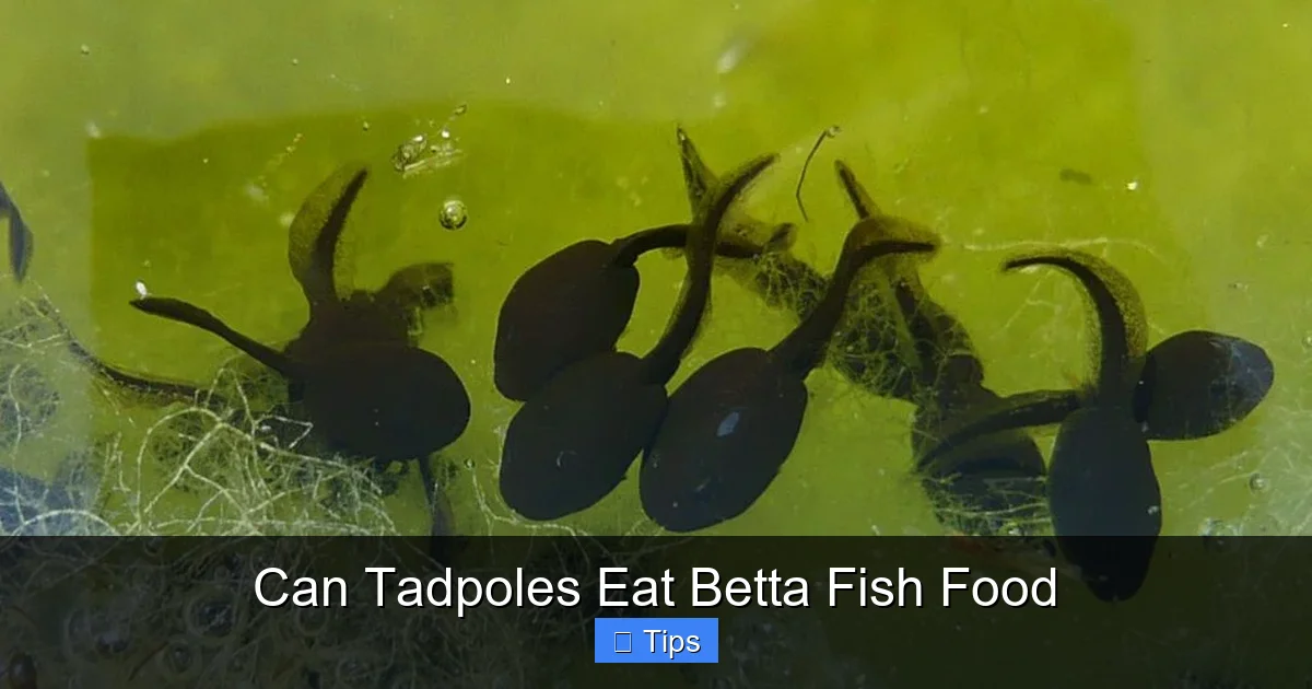 Can Tadpoles Eat Betta Fish Food