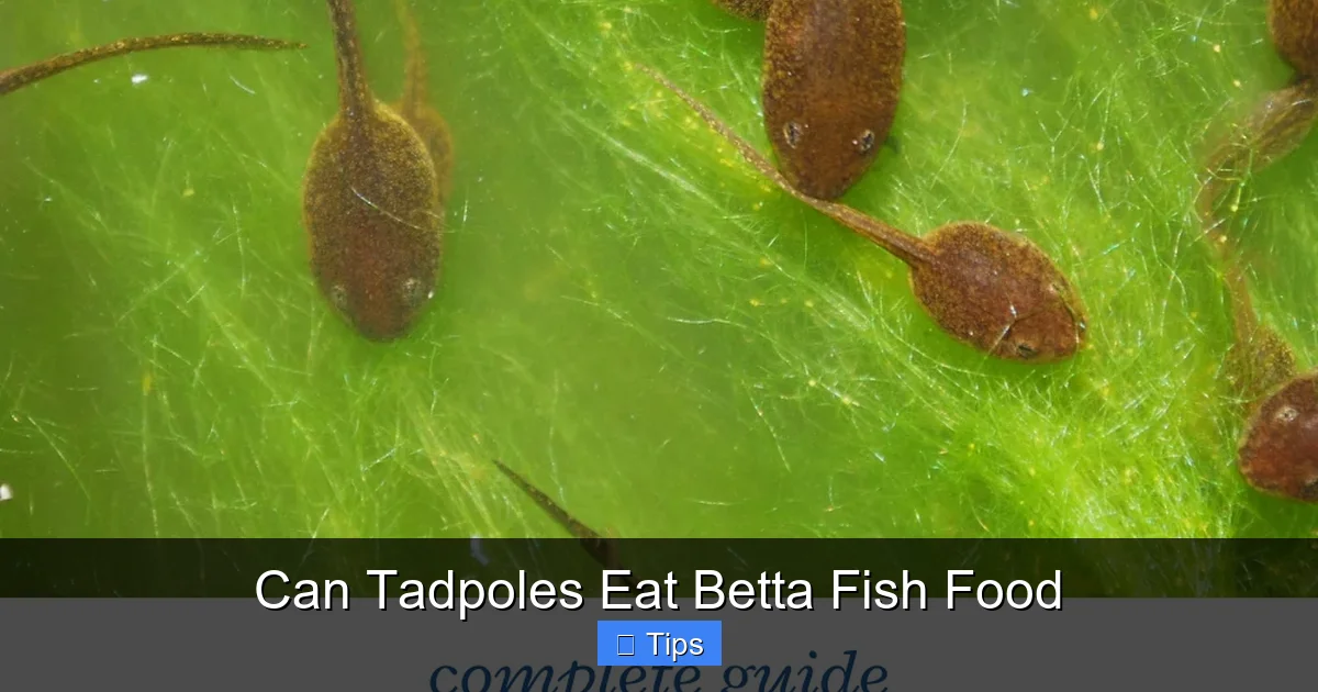 Can Tadpoles Eat Betta Fish Food