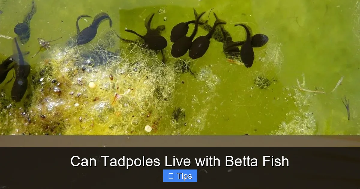 Can Tadpoles Live with Betta Fish
