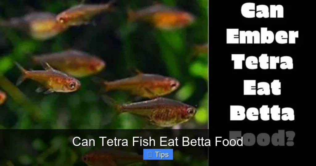 Can Tetra Fish Eat Betta Food
