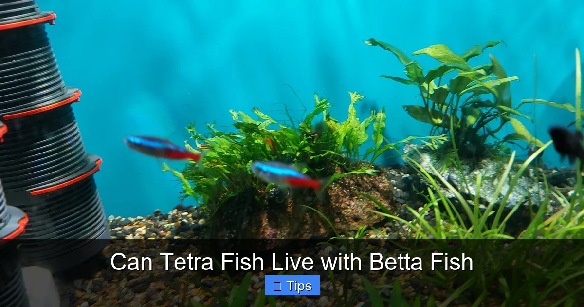 Can Tetra Fish Live with Betta Fish