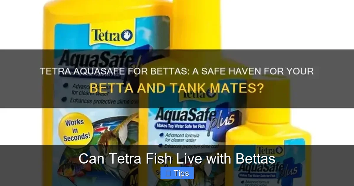 Can Tetra Fish Live with Bettas