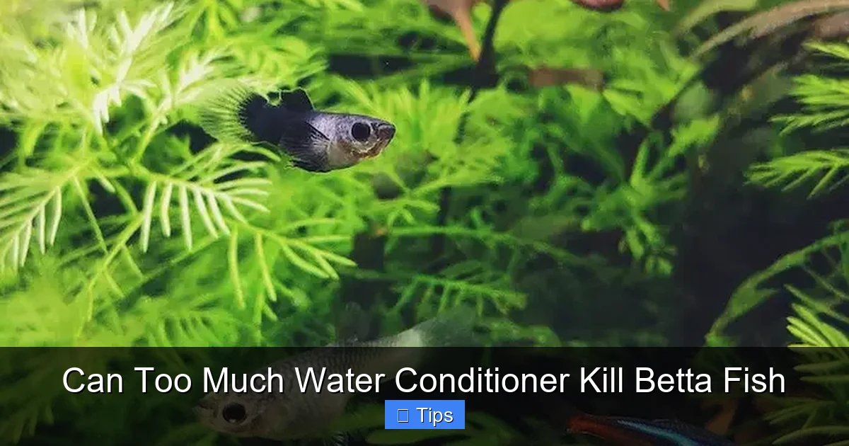 Can Too Much Water Conditioner Kill Betta Fish