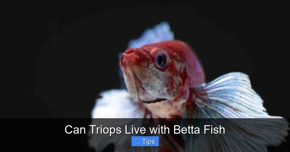 Can Triops Live with Betta Fish