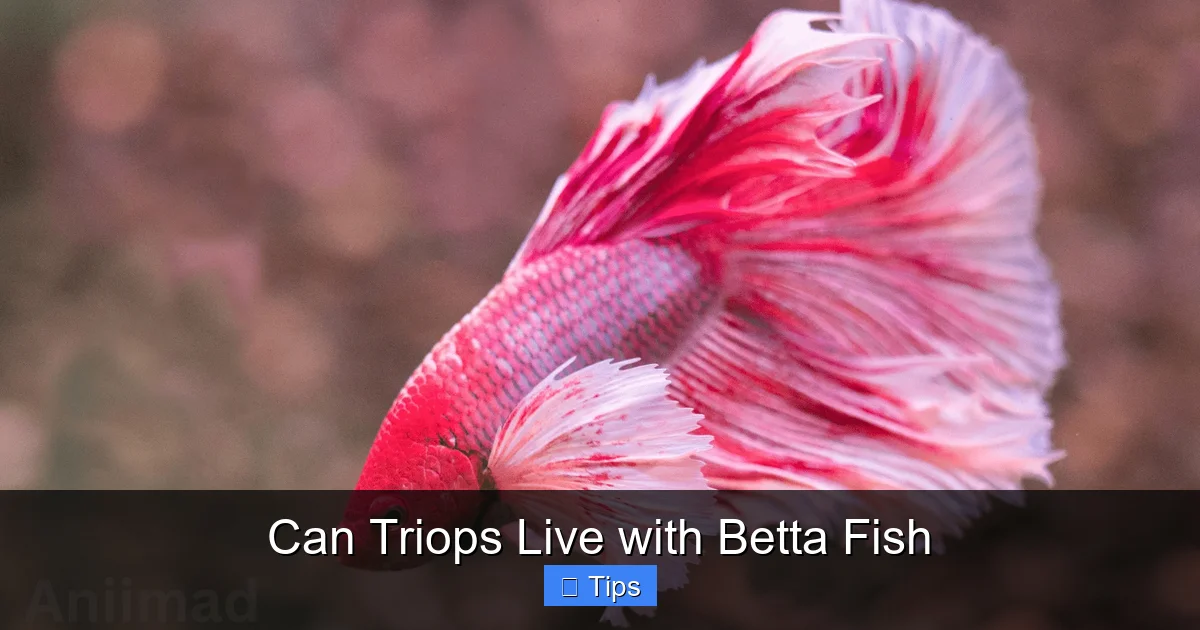 Can Triops Live with Betta Fish