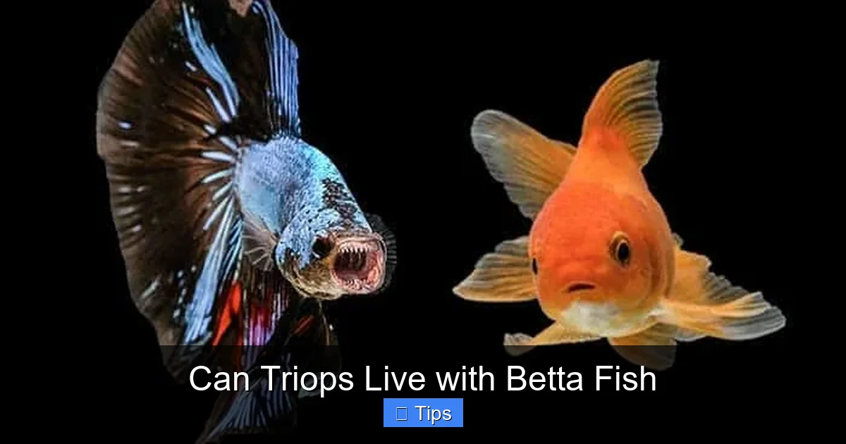 Can Triops Live with Betta Fish