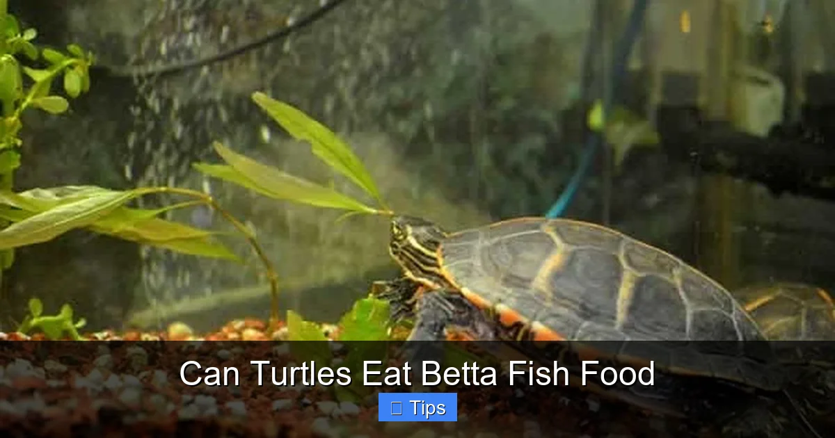 Can Turtles Eat Betta Fish Food