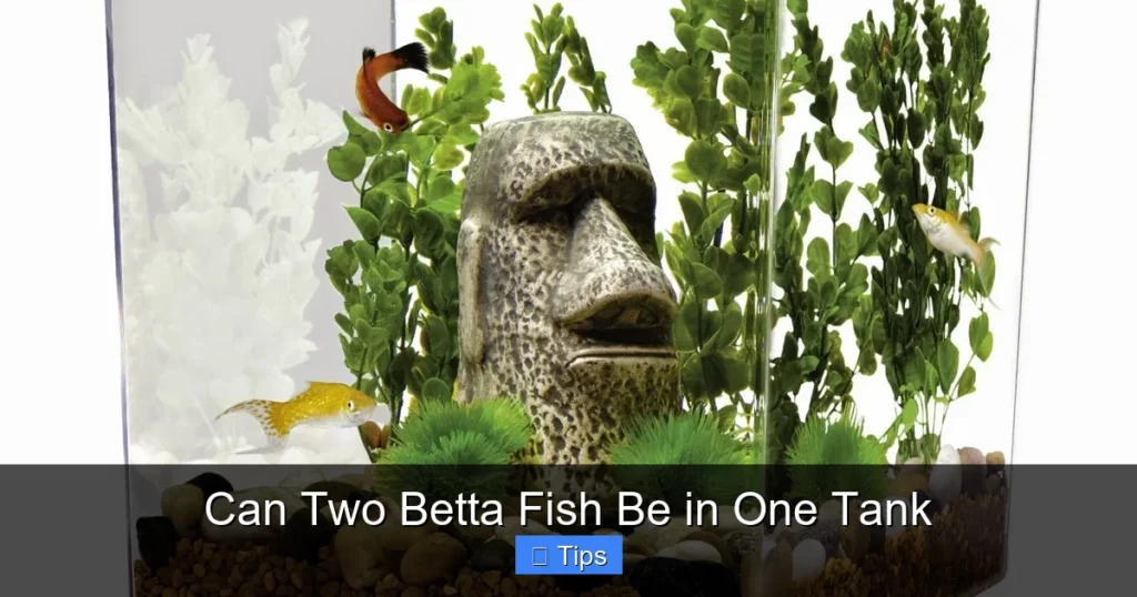 Can Two Betta Fish Be in One Tank