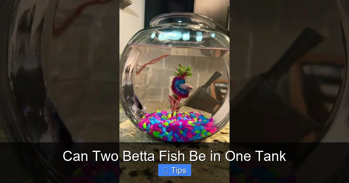 Can Two Betta Fish Be in One Tank