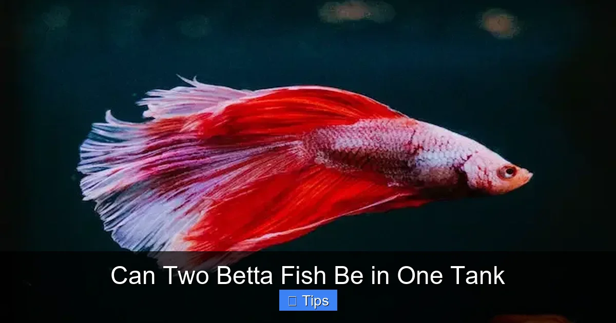 Can Two Betta Fish Be in One Tank