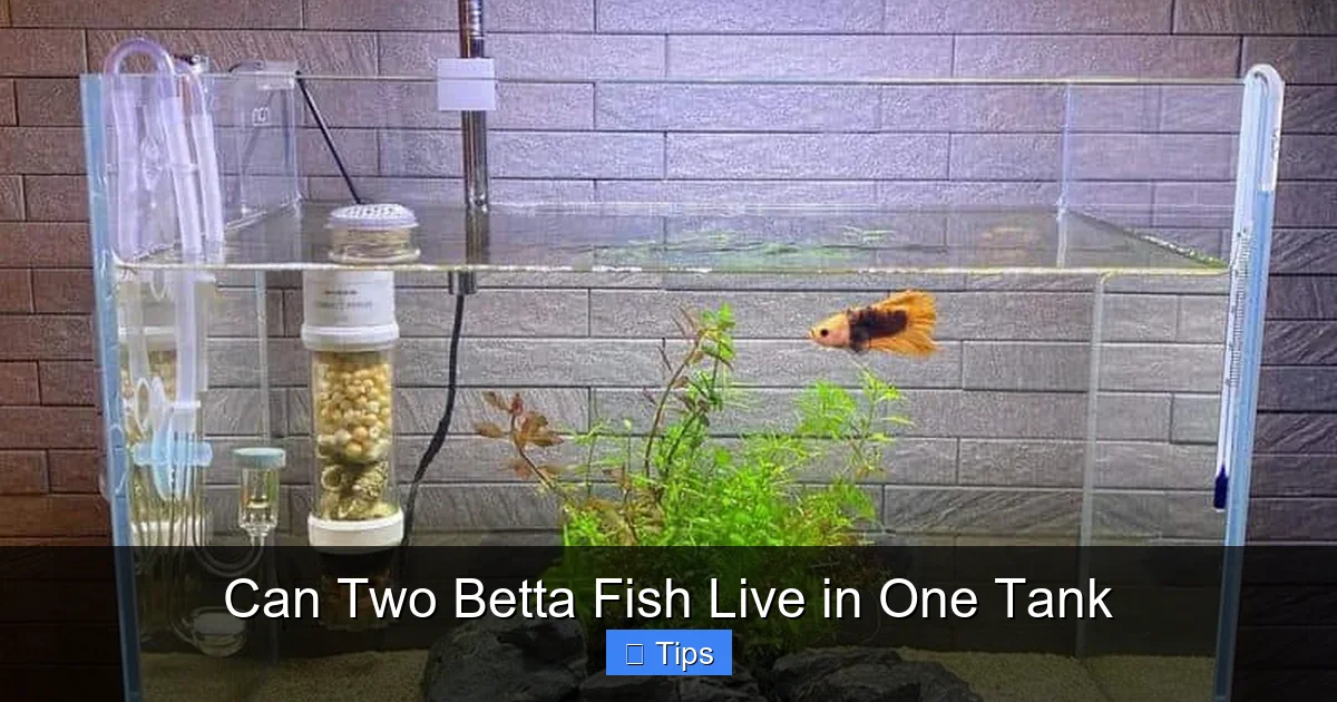 Can Two Betta Fish Live in One Tank