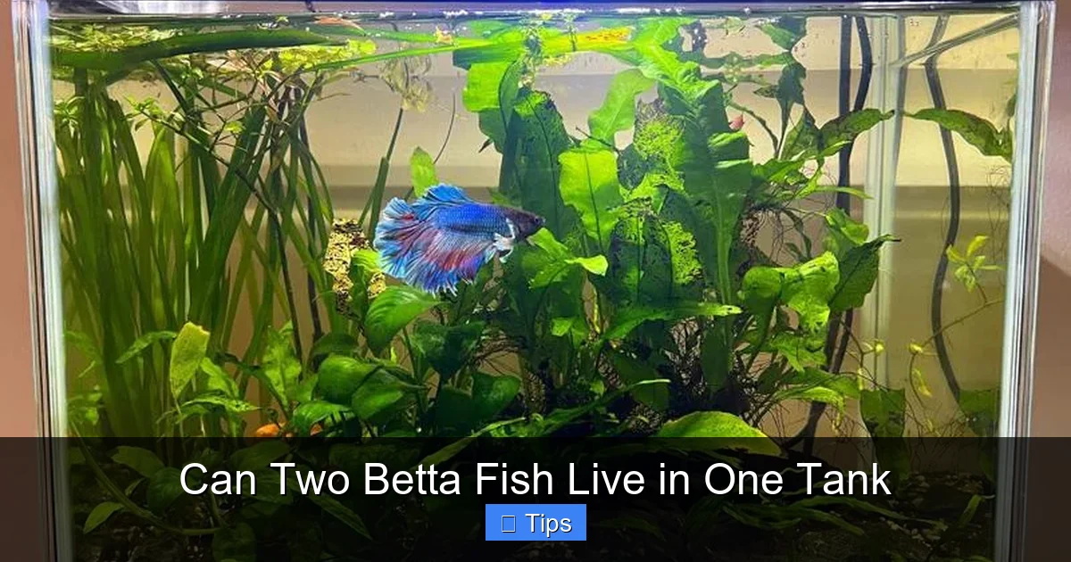 Can Two Betta Fish Live in One Tank