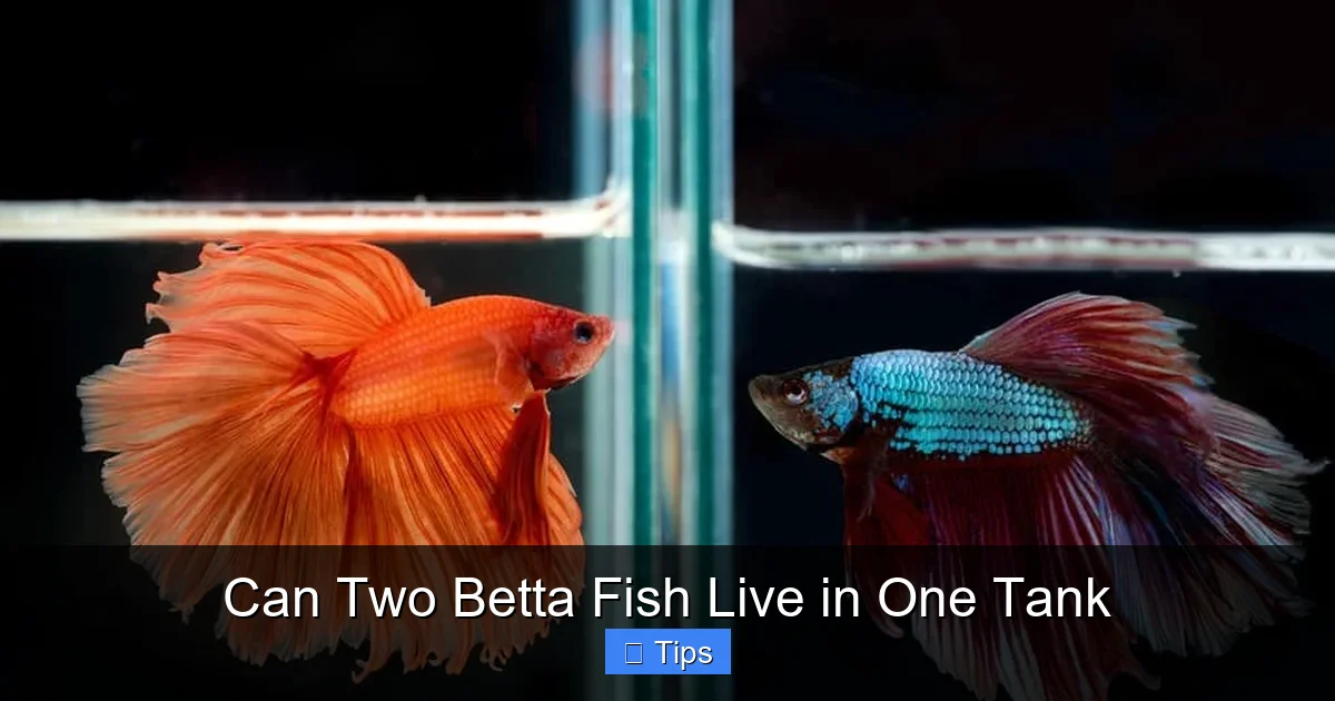 Can Two Betta Fish Live in One Tank