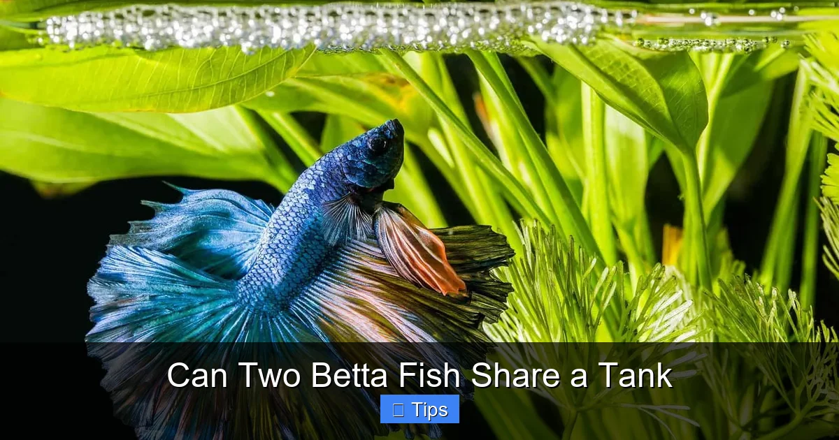Can Two Betta Fish Share a Tank