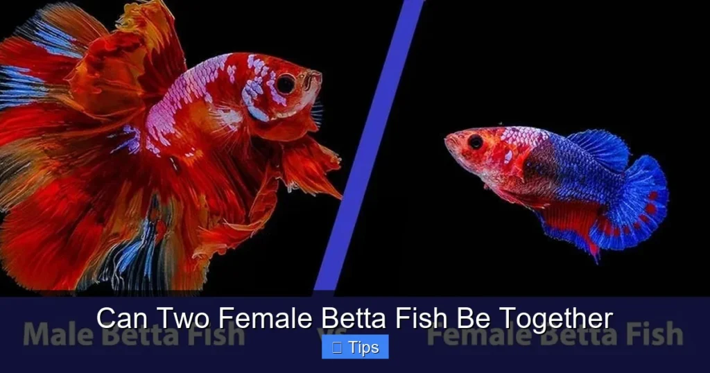Can Two Female Betta Fish Be Together