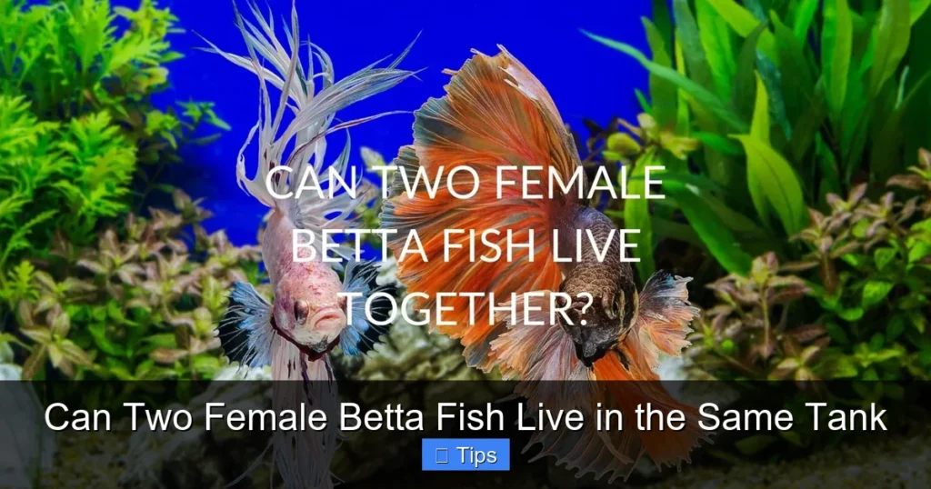 Can Two Female Betta Fish Live in the Same Tank