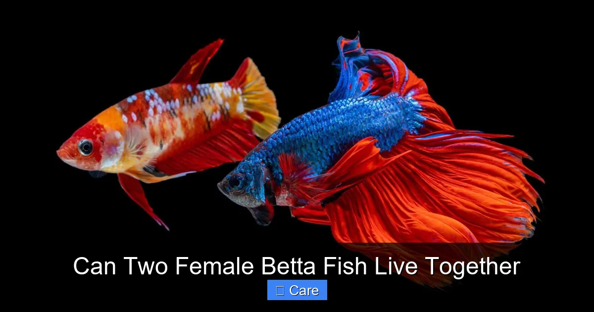 Can Two Female Betta Fish Live Together