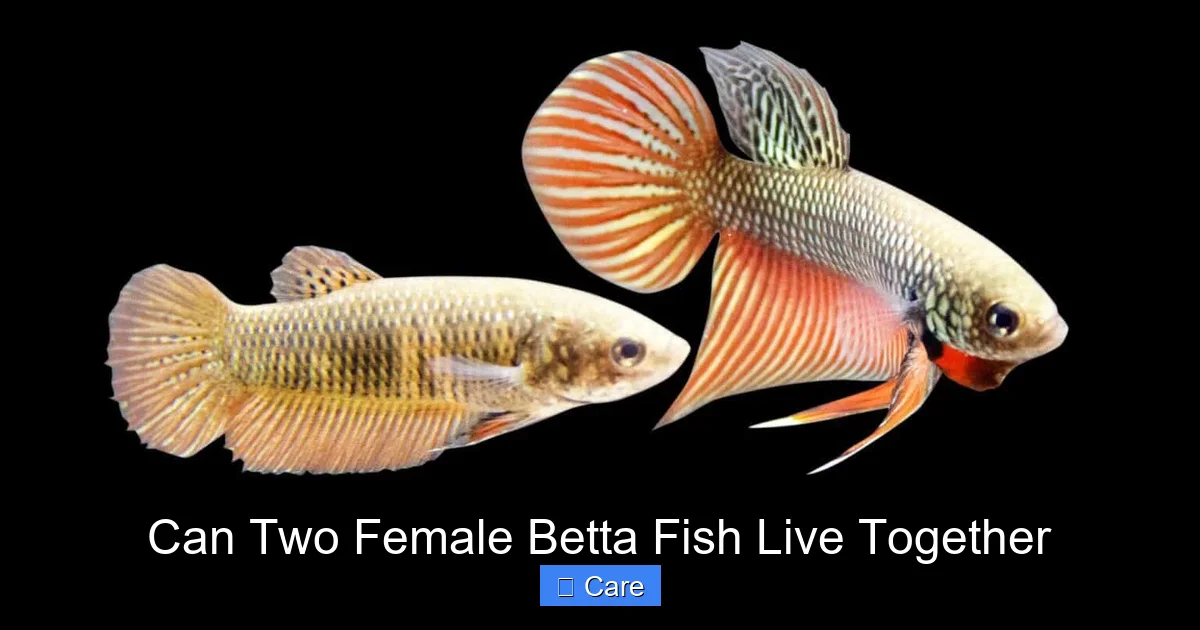 Can Two Female Betta Fish Live Together