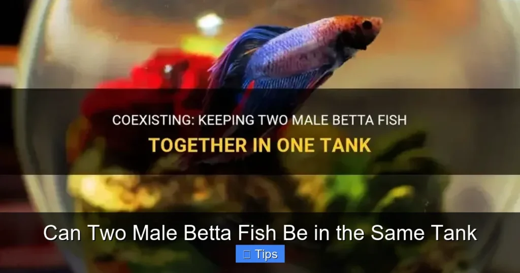 Can Two Male Betta Fish Be in the Same Tank