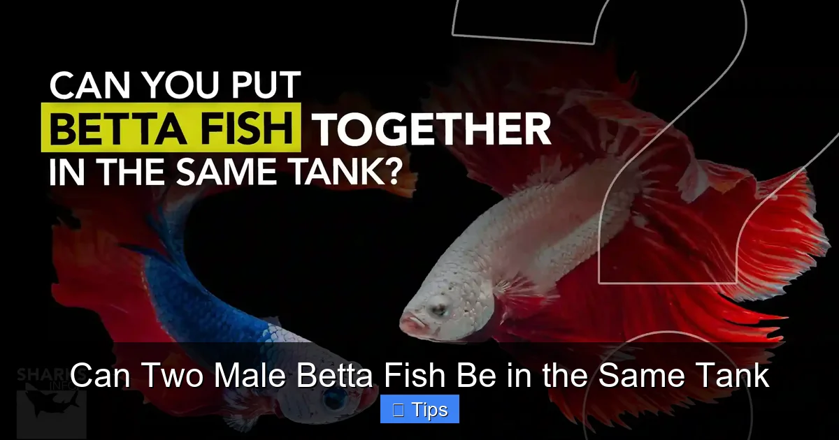 Can Two Male Betta Fish Be in the Same Tank