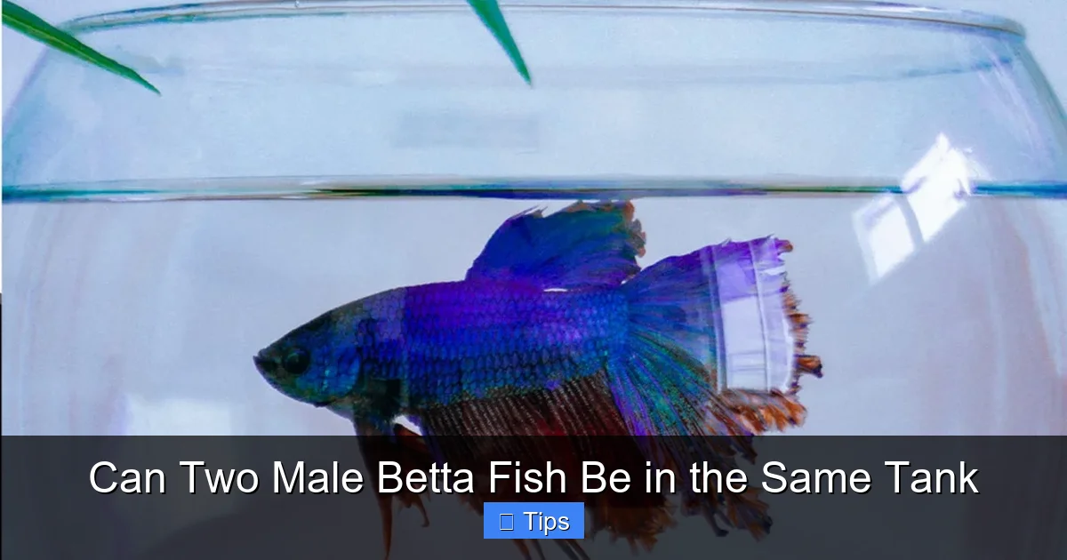 Can Two Male Betta Fish Be in the Same Tank