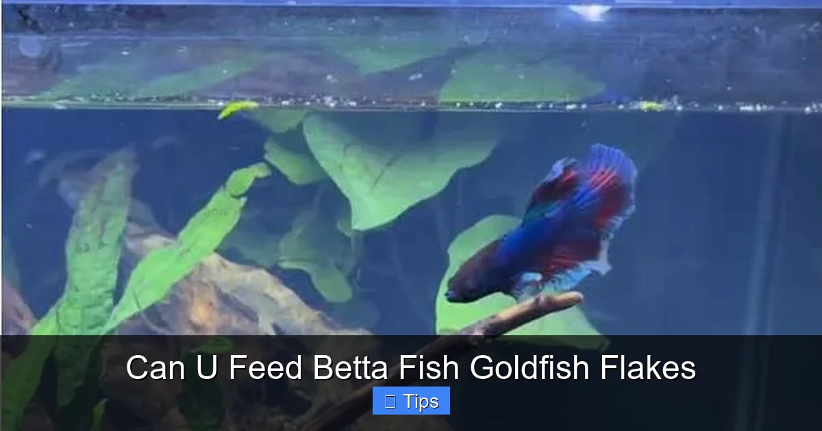 Can U Feed Betta Fish Goldfish Flakes