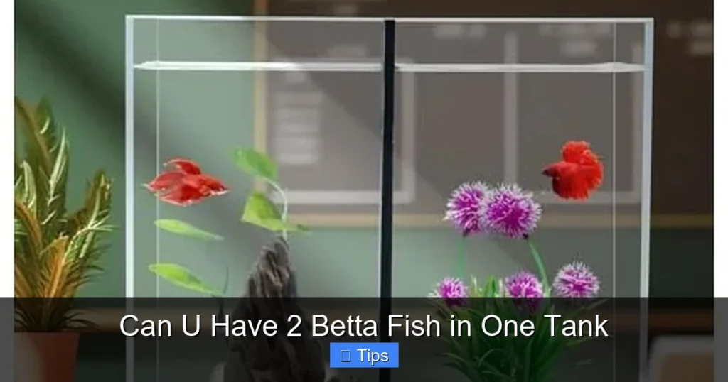 Can U Have 2 Betta Fish in One Tank
