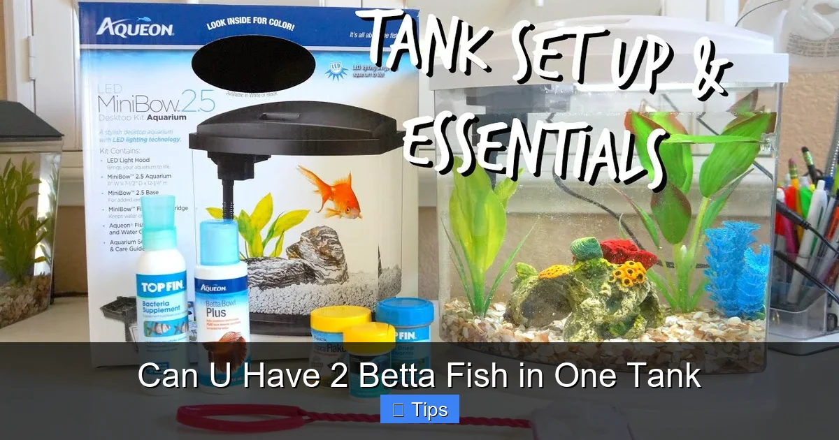 Can U Have 2 Betta Fish in One Tank