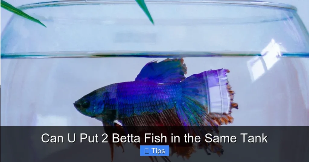 Can U Put 2 Betta Fish in the Same Tank