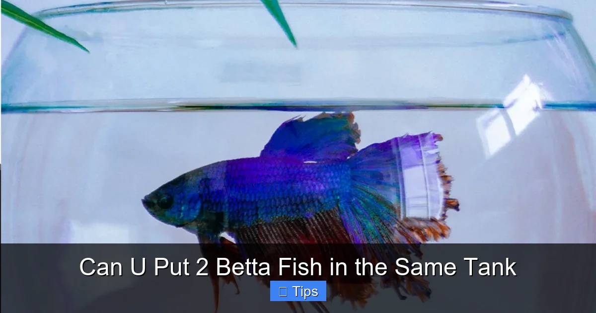 Can U Put 2 Betta Fish in the Same Tank
