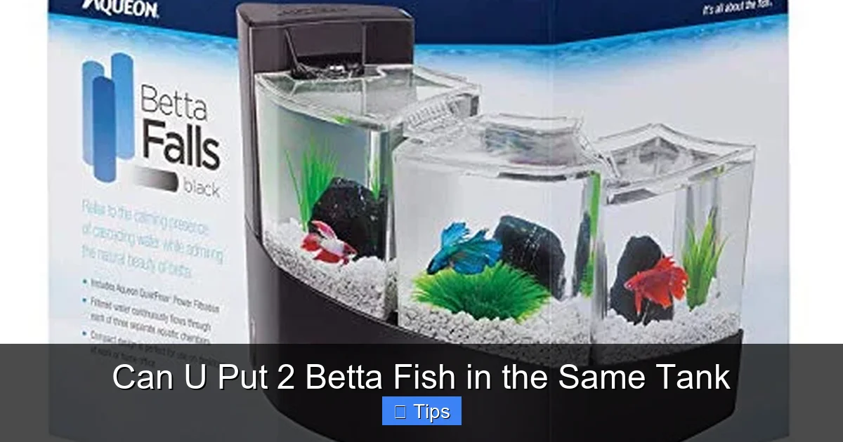 Can U Put 2 Betta Fish in the Same Tank