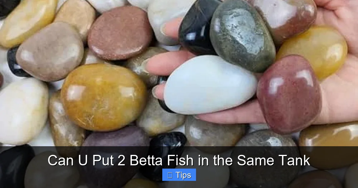 Can U Put 2 Betta Fish in the Same Tank