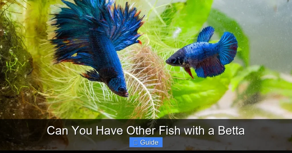 Can You Have Other Fish with a Betta
