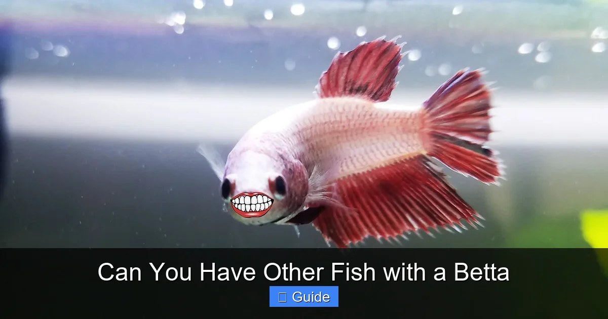 Can You Have Other Fish with a Betta