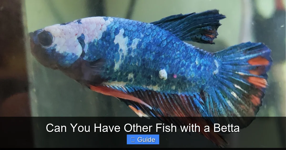 Can You Have Other Fish with a Betta