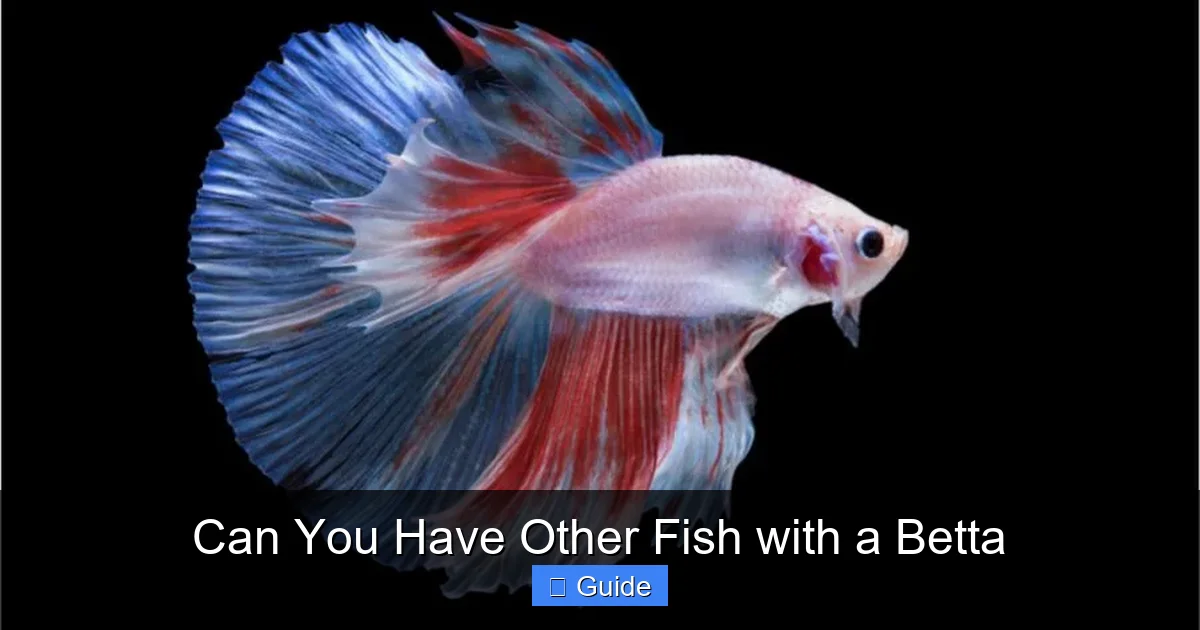Can You Have Other Fish with a Betta