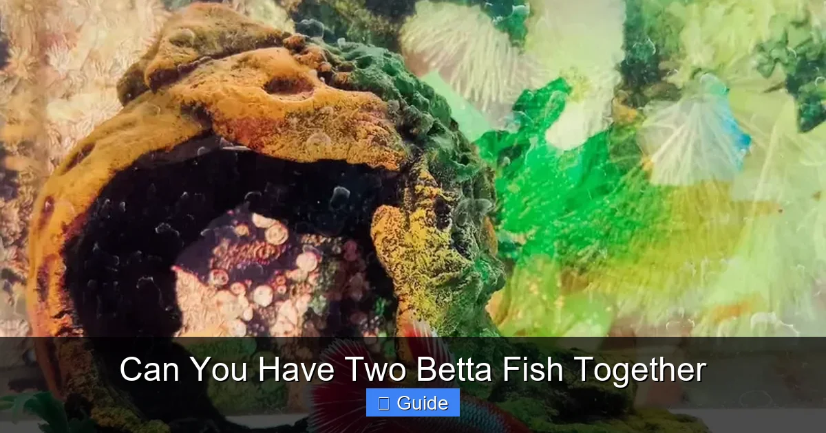 Can You Have Two Betta Fish Together