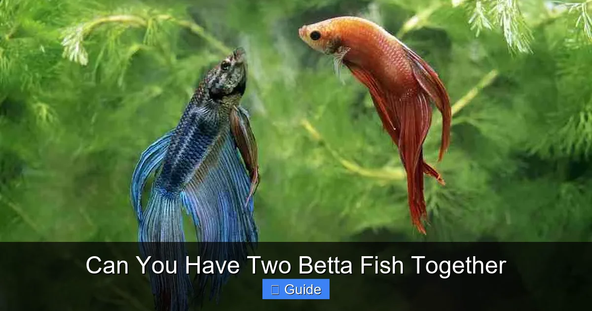Can You Have Two Betta Fish Together