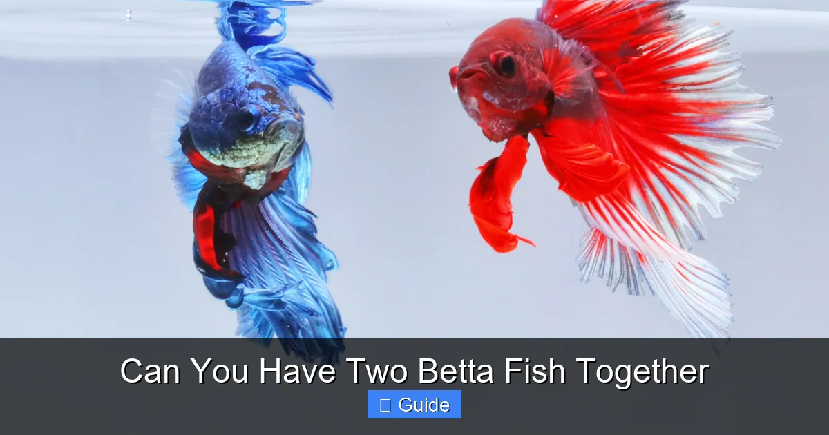 Can You Have Two Betta Fish Together