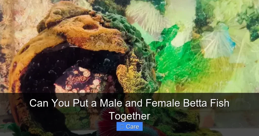 Can You Put a Male and Female Betta Fish Together