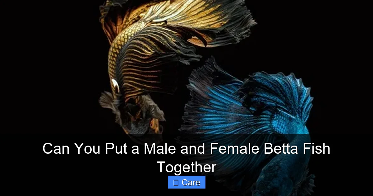 Can You Put a Male and Female Betta Fish Together